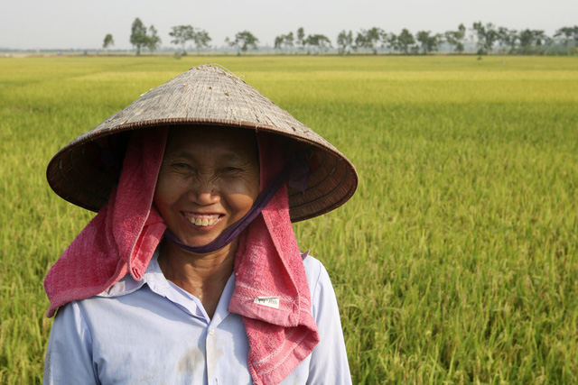 Beautiful ripening rice fields in Hanoi, social news, vietnamnet bridge, english news, Vietnam news, news Vietnam, vietnamnet news, Vietnam net news, Vietnam latest news, vn news, Vietnam breaking news