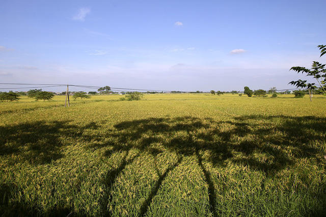 Beautiful ripening rice fields in Hanoi, social news, vietnamnet bridge, english news, Vietnam news, news Vietnam, vietnamnet news, Vietnam net news, Vietnam latest news, vn news, Vietnam breaking news