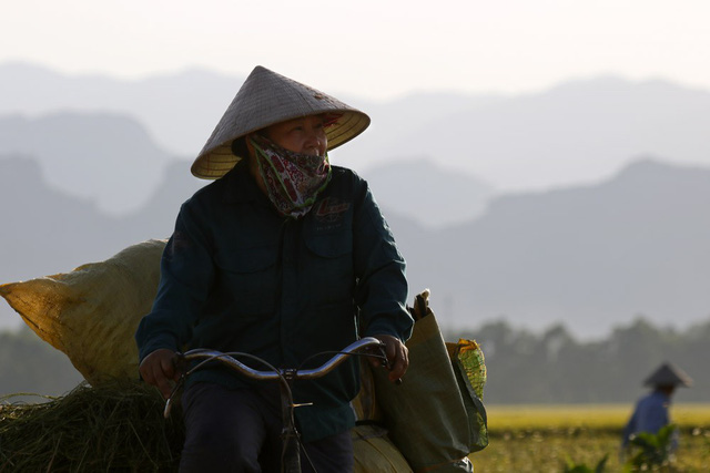 Beautiful ripening rice fields in Hanoi, social news, vietnamnet bridge, english news, Vietnam news, news Vietnam, vietnamnet news, Vietnam net news, Vietnam latest news, vn news, Vietnam breaking news