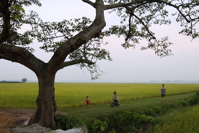 Beautiful ripening rice fields in Hanoi, social news, vietnamnet bridge, english news, Vietnam news, news Vietnam, vietnamnet news, Vietnam net news, Vietnam latest news, vn news, Vietnam breaking news