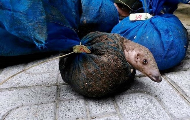 Nearly 340kg of pangolins seized in Thanh Hoa, Vietnam environment, climate change in Vietnam, Vietnam weather, Vietnam climate, pollution in Vietnam, environmental news, sci-tech news, vietnamnet bridge, english news, Vietnam news, news Vietnam, vietnamn