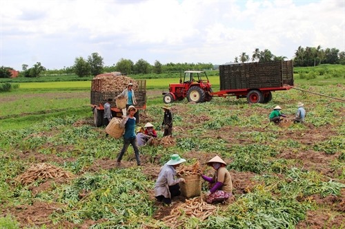 Cassava exports to Japan surge, Vietnam, RoK foster business connection, Data analytics and artificial intelligence boost business operations, Preventive measures to deal with trade defence, Rise in rubber imports as value falls