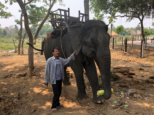 Don Village struggles to keep elephants for tourism, travel news, Vietnam guide, Vietnam airlines, Vietnam tour, tour Vietnam, Hanoi, ho chi minh city, Saigon, travelling to Vietnam, Vietnam travelling, Vietnam travel, vn news
