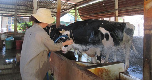 VN dairy farmers struggle against low prices, social news, vietnamnet bridge, english news, Vietnam news, news Vietnam, vietnamnet news, Vietnam net news, Vietnam latest news, vn news, Vietnam breaking news