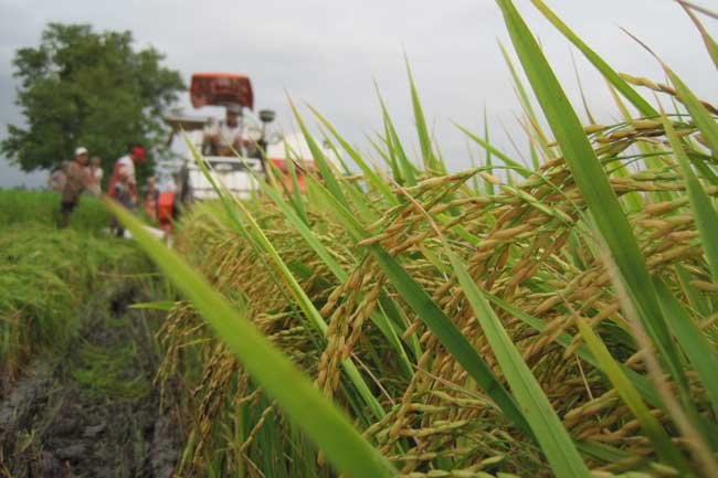 Global protection sought for Vietnam’s rice trademark, Manufacturing firms perform better in Q2, Food safety remains major concern at wholesale markets, Startups should map out plans to go global: experts