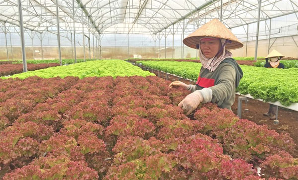 Da Lat, greenhouses, damage scenery and climate, Vietnam economy, Vietnamnet bridge, English news about Vietnam, Vietnam news, news about Vietnam, English news, Vietnamnet news, latest news on Vietnam, Vietnam