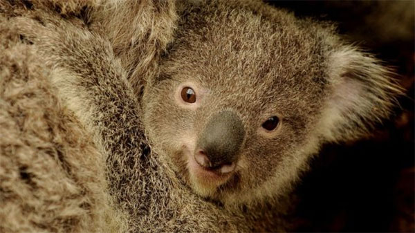 Saving koalas, gene study, solution to deadly sex disease