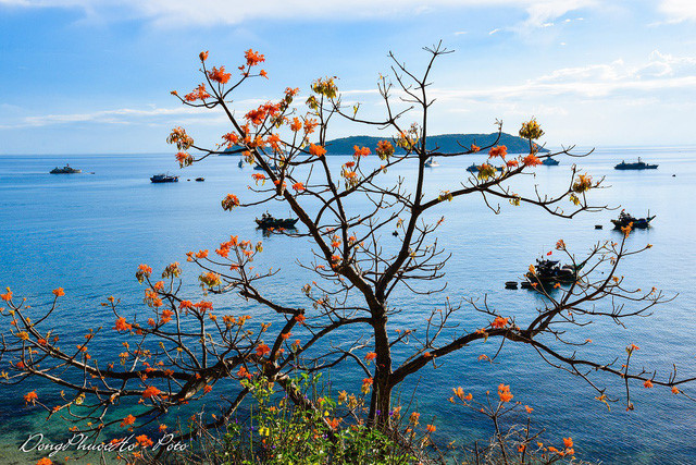 Beautiful firmiana simplex flowers in Cu Lao Cham, travel news, Vietnam guide, Vietnam airlines, Vietnam tour, tour Vietnam, Hanoi, ho chi minh city, Saigon, travelling to Vietnam, Vietnam travelling, Vietnam travel, vn news