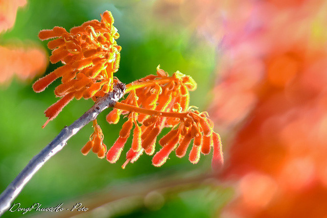 Beautiful firmiana simplex flowers in Cu Lao Cham, travel news, Vietnam guide, Vietnam airlines, Vietnam tour, tour Vietnam, Hanoi, ho chi minh city, Saigon, travelling to Vietnam, Vietnam travelling, Vietnam travel, vn news