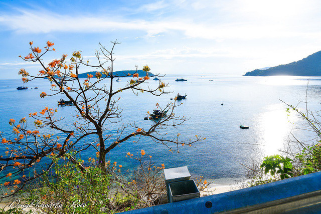 Beautiful firmiana simplex flowers in Cu Lao Cham, travel news, Vietnam guide, Vietnam airlines, Vietnam tour, tour Vietnam, Hanoi, ho chi minh city, Saigon, travelling to Vietnam, Vietnam travelling, Vietnam travel, vn news