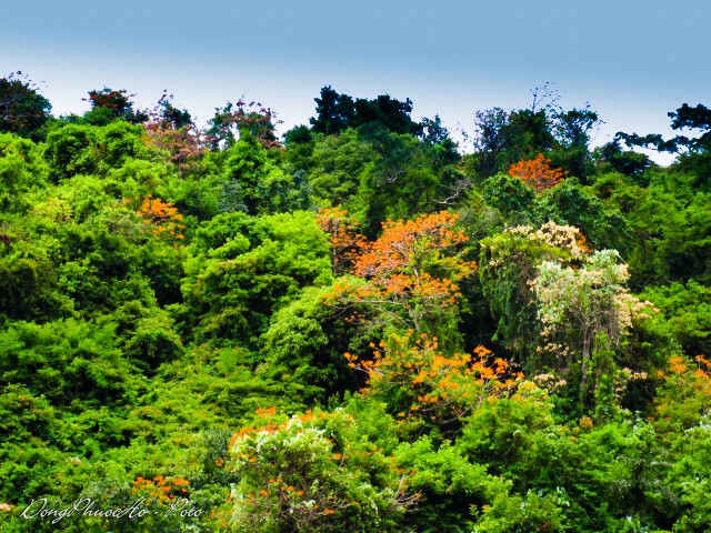 Beautiful firmiana simplex flowers in Cu Lao Cham, travel news, Vietnam guide, Vietnam airlines, Vietnam tour, tour Vietnam, Hanoi, ho chi minh city, Saigon, travelling to Vietnam, Vietnam travelling, Vietnam travel, vn news