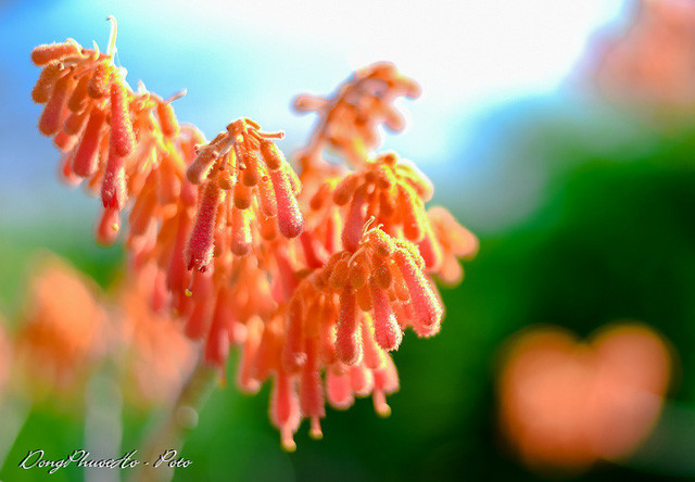 Beautiful firmiana simplex flowers in Cu Lao Cham, travel news, Vietnam guide, Vietnam airlines, Vietnam tour, tour Vietnam, Hanoi, ho chi minh city, Saigon, travelling to Vietnam, Vietnam travelling, Vietnam travel, vn news