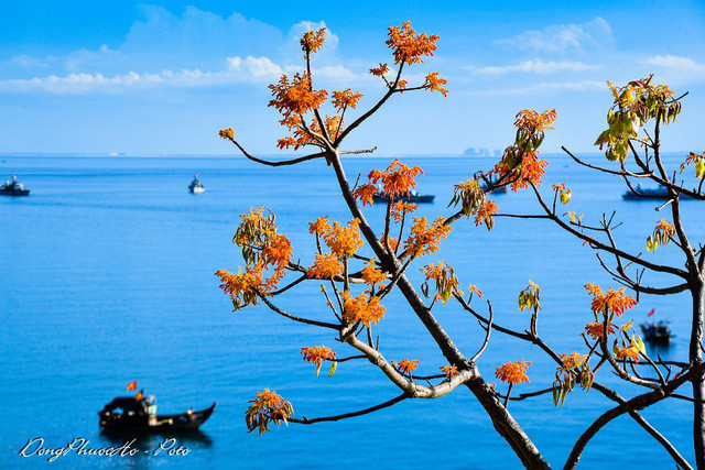 Beautiful firmiana simplex flowers in Cu Lao Cham, travel news, Vietnam guide, Vietnam airlines, Vietnam tour, tour Vietnam, Hanoi, ho chi minh city, Saigon, travelling to Vietnam, Vietnam travelling, Vietnam travel, vn news