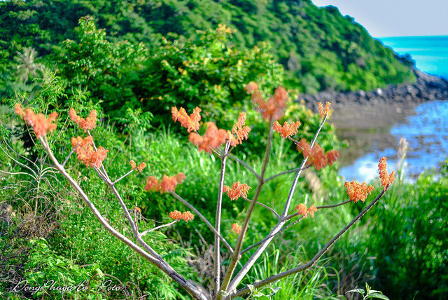 Beautiful firmiana simplex flowers in Cu Lao Cham, travel news, Vietnam guide, Vietnam airlines, Vietnam tour, tour Vietnam, Hanoi, ho chi minh city, Saigon, travelling to Vietnam, Vietnam travelling, Vietnam travel, vn news