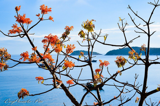 Beautiful firmiana simplex flowers in Cu Lao Cham, travel news, Vietnam guide, Vietnam airlines, Vietnam tour, tour Vietnam, Hanoi, ho chi minh city, Saigon, travelling to Vietnam, Vietnam travelling, Vietnam travel, vn news