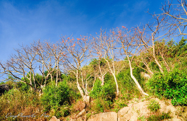 Beautiful firmiana simplex flowers in Cu Lao Cham, travel news, Vietnam guide, Vietnam airlines, Vietnam tour, tour Vietnam, Hanoi, ho chi minh city, Saigon, travelling to Vietnam, Vietnam travelling, Vietnam travel, vn news