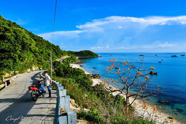 Beautiful firmiana simplex flowers in Cu Lao Cham, travel news, Vietnam guide, Vietnam airlines, Vietnam tour, tour Vietnam, Hanoi, ho chi minh city, Saigon, travelling to Vietnam, Vietnam travelling, Vietnam travel, vn news