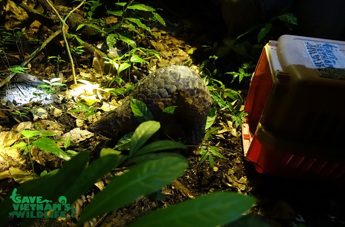 Endangered pangolins returned to the wild, Vietnam environment, climate change in Vietnam, Vietnam weather, Vietnam climate, pollution in Vietnam, environmental news, sci-tech news, vietnamnet bridge, english news, Vietnam news, news Vietnam, vietnamnet n