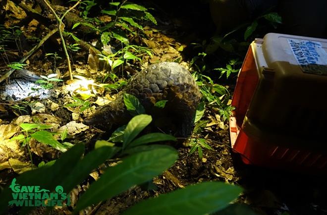 Endangered pangolins released into nature, Vietnam environment, climate change in Vietnam, Vietnam weather, Vietnam climate, pollution in Vietnam, environmental news, sci-tech news, vietnamnet bridge, english news, Vietnam news, news Vietnam, vietnamnet n