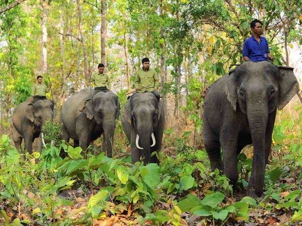 Yok Don National Park to boost elephant-friendly tourism, travel news, Vietnam guide, Vietnam airlines, Vietnam tour, tour Vietnam, Hanoi, ho chi minh city, Saigon, travelling to Vietnam, Vietnam travelling, Vietnam travel, vn news