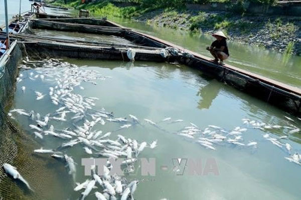Phu Tho, hydropower plant water release, kill fish, Vietnam economy, Vietnamnet bridge, English news about Vietnam, Vietnam news, news about Vietnam, English news, Vietnamnet news, latest news on Vietnam, Vietnam