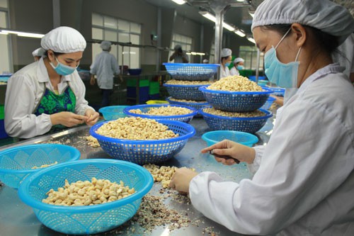 cashew export price