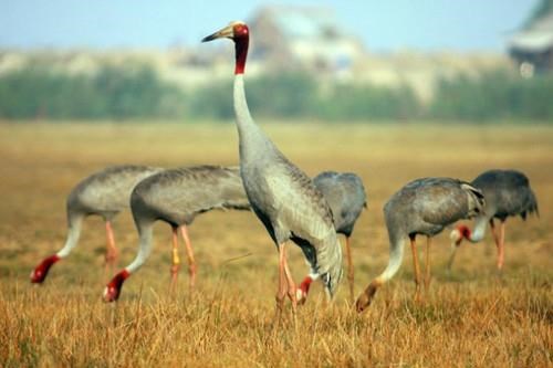 Only 11 sarus cranes spotted at Tram Chim National Park, Vietnam environment, climate change in Vietnam, Vietnam weather, Vietnam climate, pollution in Vietnam, environmental news, sci-tech news, vietnamnet bridge, english news, Vietnam news, news Vietnam