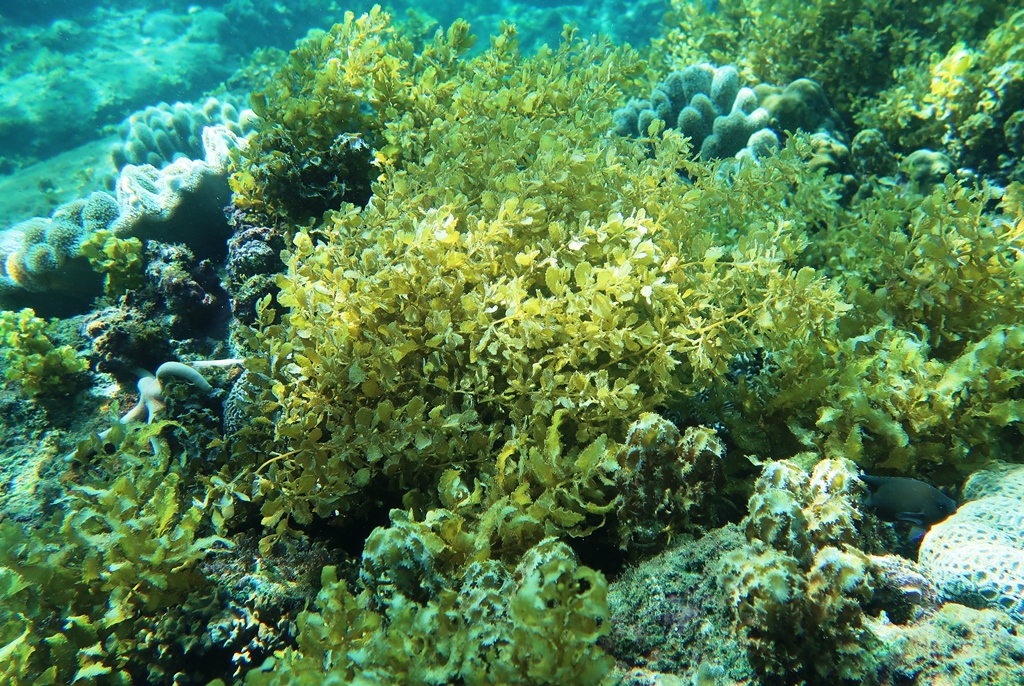 Quang Nam authorities urged to protect Cu Lao Cham coral reefs, Vietnam environment, climate change in Vietnam, Vietnam weather, Vietnam climate, pollution in Vietnam, environmental news, sci-tech news, vietnamnet bridge, english news, Vietnam news, news