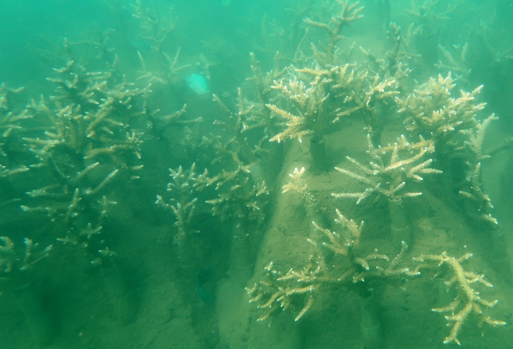 Quang Nam authorities urged to protect Cu Lao Cham coral reefs, Vietnam environment, climate change in Vietnam, Vietnam weather, Vietnam climate, pollution in Vietnam, environmental news, sci-tech news, vietnamnet bridge, english news, Vietnam news, news