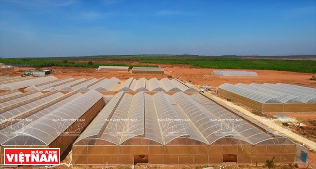 Agriculture bears fruit in little desert, ninh thuan, social news, vietnamnet bridge, english news, Vietnam news, news Vietnam, vietnamnet news, Vietnam net news, Vietnam latest news, vn news, Vietnam breaking news