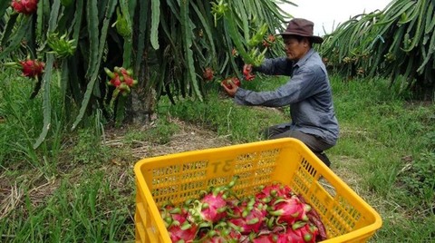 Agriculture bears fruit in little desert, ninh thuan, social news, vietnamnet bridge, english news, Vietnam news, news Vietnam, vietnamnet news, Vietnam net news, Vietnam latest news, vn news, Vietnam breaking news