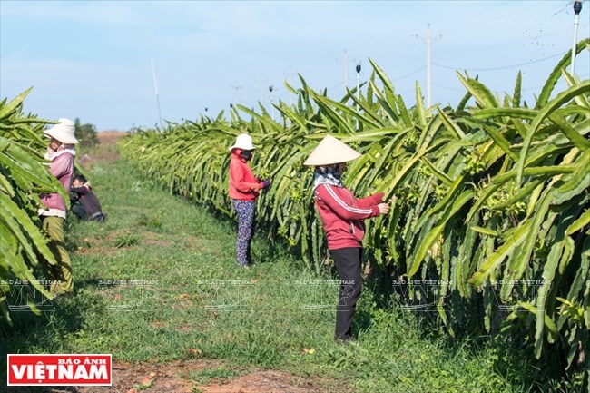 Agriculture bears fruit in little desert, ninh thuan, social news, vietnamnet bridge, english news, Vietnam news, news Vietnam, vietnamnet news, Vietnam net news, Vietnam latest news, vn news, Vietnam breaking news