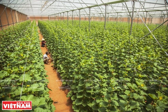 Agriculture bears fruit in little desert, ninh thuan, social news, vietnamnet bridge, english news, Vietnam news, news Vietnam, vietnamnet news, Vietnam net news, Vietnam latest news, vn news, Vietnam breaking news