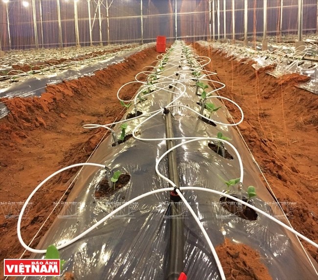 Agriculture bears fruit in little desert, ninh thuan, social news, vietnamnet bridge, english news, Vietnam news, news Vietnam, vietnamnet news, Vietnam net news, Vietnam latest news, vn news, Vietnam breaking news