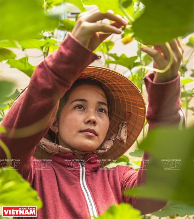 Agriculture bears fruit in little desert, ninh thuan, social news, vietnamnet bridge, english news, Vietnam news, news Vietnam, vietnamnet news, Vietnam net news, Vietnam latest news, vn news, Vietnam breaking news