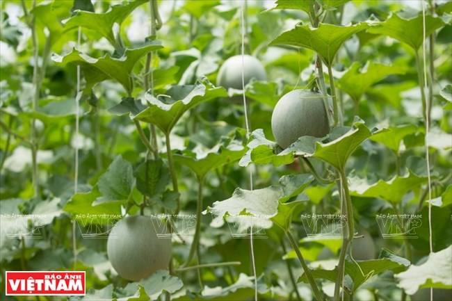 Agriculture bears fruit in little desert, ninh thuan, social news, vietnamnet bridge, english news, Vietnam news, news Vietnam, vietnamnet news, Vietnam net news, Vietnam latest news, vn news, Vietnam breaking news