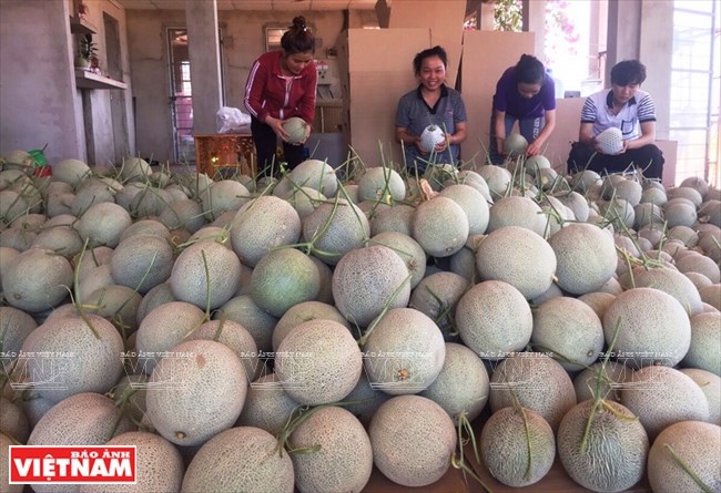 Agriculture bears fruit in little desert, ninh thuan, social news, vietnamnet bridge, english news, Vietnam news, news Vietnam, vietnamnet news, Vietnam net news, Vietnam latest news, vn news, Vietnam breaking news