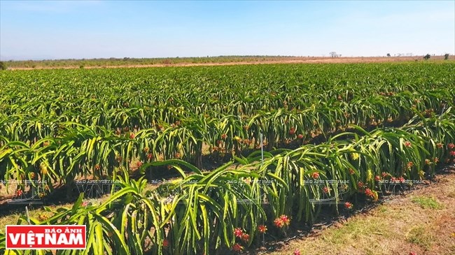 Agriculture bears fruit in little desert, ninh thuan, social news, vietnamnet bridge, english news, Vietnam news, news Vietnam, vietnamnet news, Vietnam net news, Vietnam latest news, vn news, Vietnam breaking news