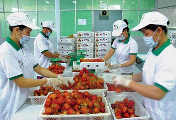 vietnam economy, business news, vn news, vietnamnet bridge, english news, Vietnam news, news Vietnam, vietnamnet news, vn news, Vietnam net news, Vietnam latest news, Vietnam breaking news, fruit export, China, Thailand