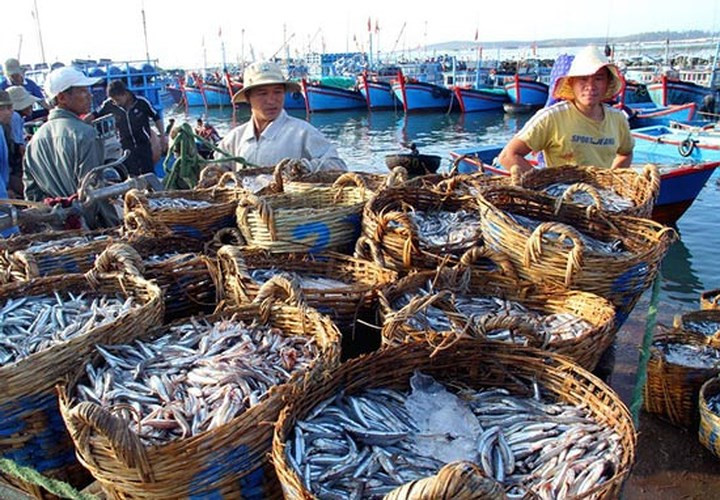 Ninh Thuan fishermen buoyant with bumper catch, social news, vietnamnet bridge, english news, Vietnam news, news Vietnam, vietnamnet news, Vietnam net news, Vietnam latest news, vn news, Vietnam breaking news