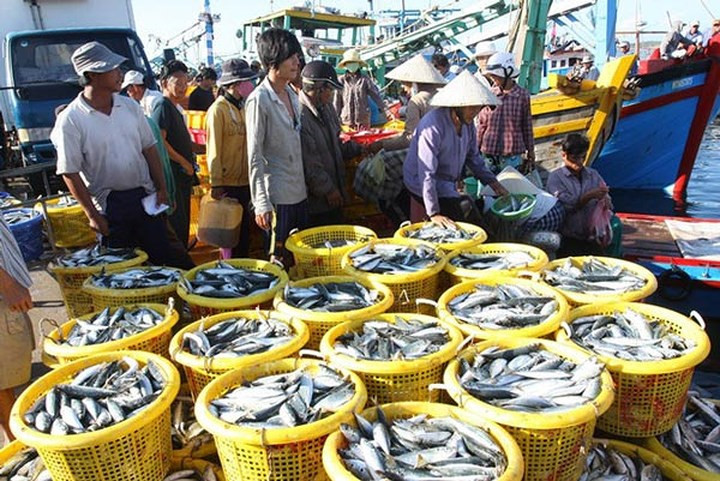 Ninh Thuan fishermen buoyant with bumper catch, social news, vietnamnet bridge, english news, Vietnam news, news Vietnam, vietnamnet news, Vietnam net news, Vietnam latest news, vn news, Vietnam breaking news