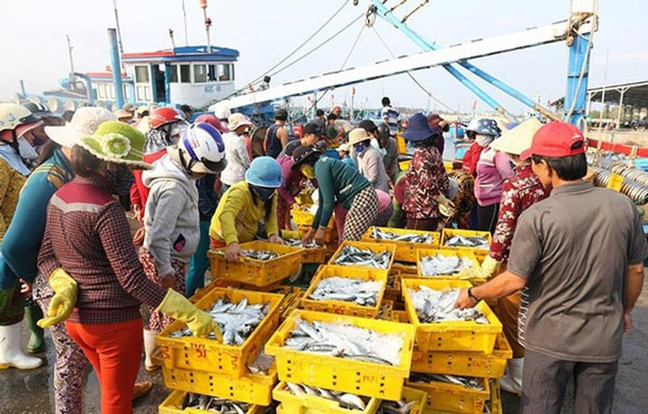 Ninh Thuan fishermen buoyant with bumper catch, social news, vietnamnet bridge, english news, Vietnam news, news Vietnam, vietnamnet news, Vietnam net news, Vietnam latest news, vn news, Vietnam breaking news