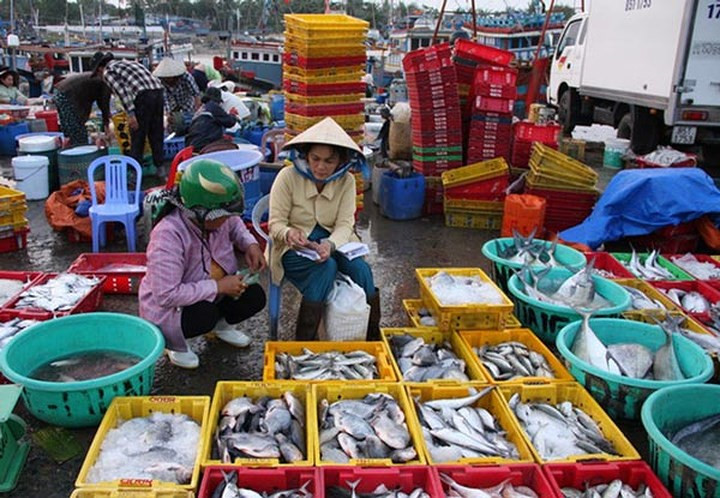 Ninh Thuan fishermen buoyant with bumper catch, social news, vietnamnet bridge, english news, Vietnam news, news Vietnam, vietnamnet news, Vietnam net news, Vietnam latest news, vn news, Vietnam breaking news