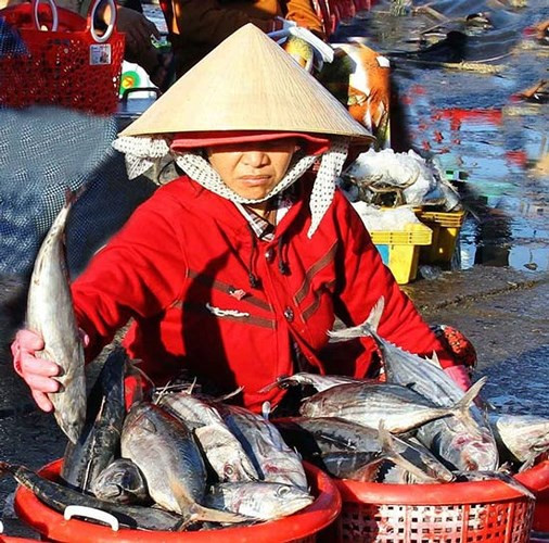 Ninh Thuan fishermen buoyant with bumper catch, social news, vietnamnet bridge, english news, Vietnam news, news Vietnam, vietnamnet news, Vietnam net news, Vietnam latest news, vn news, Vietnam breaking news