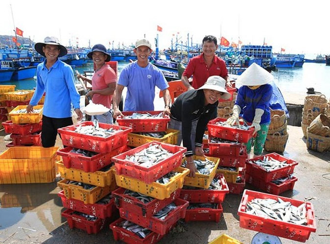 Ninh Thuan fishermen buoyant with bumper catch, social news, vietnamnet bridge, english news, Vietnam news, news Vietnam, vietnamnet news, Vietnam net news, Vietnam latest news, vn news, Vietnam breaking news