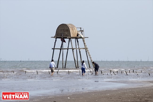 Unspoiled beauty of Thai Binh beaches, travel news, Vietnam guide, Vietnam airlines, Vietnam tour, tour Vietnam, Hanoi, ho chi minh city, Saigon, travelling to Vietnam, Vietnam travelling, Vietnam travel, vn news