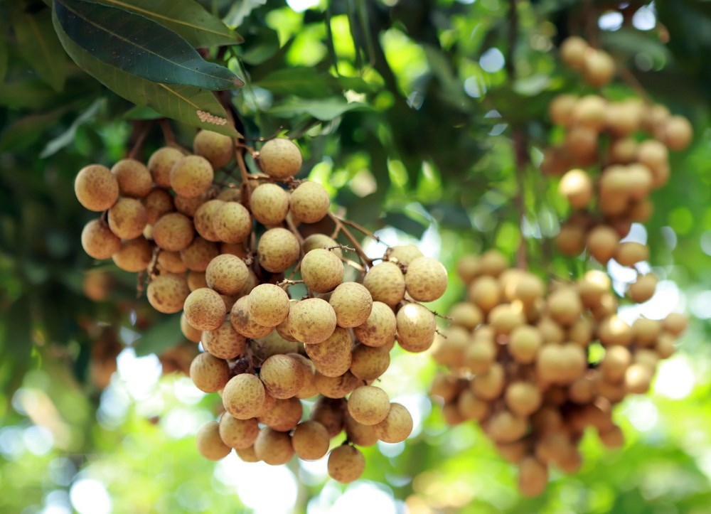 Hung Yen longan fruits during harvest season, social news, vietnamnet bridge, english news, Vietnam news, news Vietnam, vietnamnet news, Vietnam net news, Vietnam latest news, vn news, Vietnam breaking news