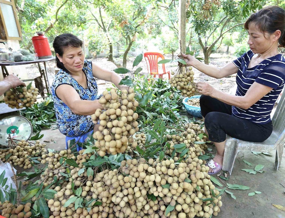 Hung Yen longan fruits during harvest season, social news, vietnamnet bridge, english news, Vietnam news, news Vietnam, vietnamnet news, Vietnam net news, Vietnam latest news, vn news, Vietnam breaking news