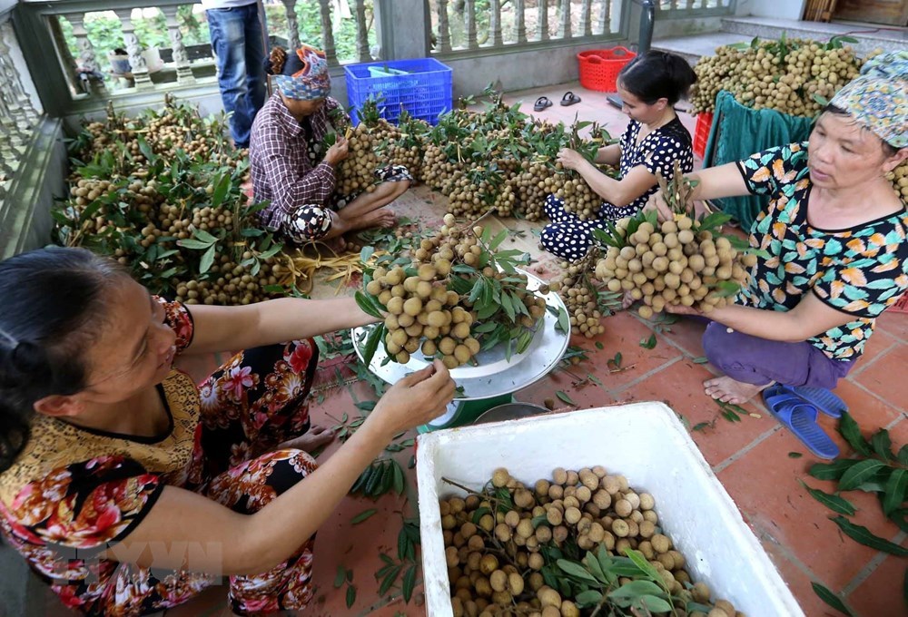 Hung Yen longan fruits during harvest season, social news, vietnamnet bridge, english news, Vietnam news, news Vietnam, vietnamnet news, Vietnam net news, Vietnam latest news, vn news, Vietnam breaking news