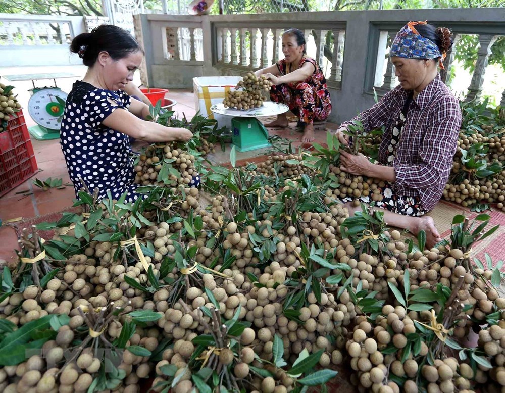 Hung Yen longan fruits during harvest season, social news, vietnamnet bridge, english news, Vietnam news, news Vietnam, vietnamnet news, Vietnam net news, Vietnam latest news, vn news, Vietnam breaking news